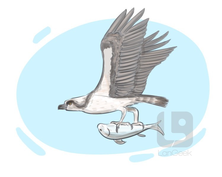 osprey definition and meaning