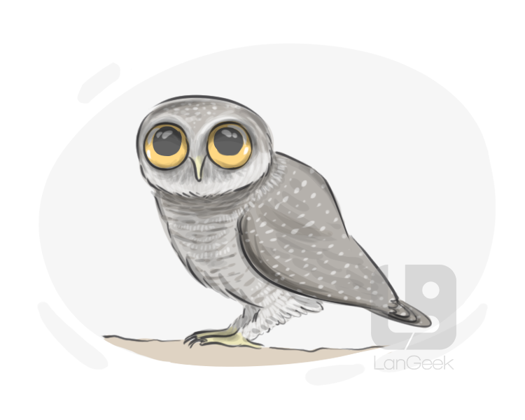 owlet definition and meaning