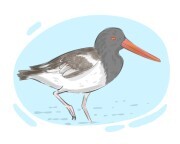 oystercatcher
