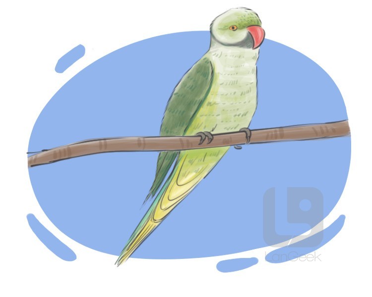 parrot definition and meaning