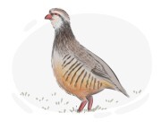 partridge