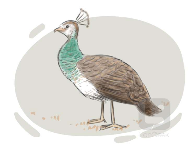 peahen definition and meaning