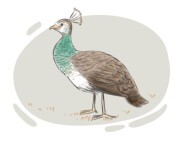 peahen