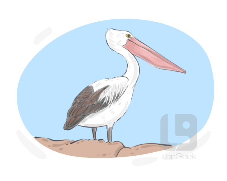 pelican definition and meaning