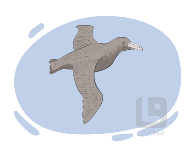 giant petrel definition and meaning