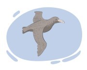 petrel