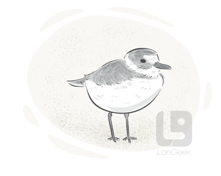 plover definition and meaning