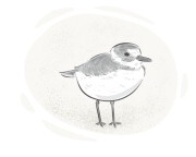 plover