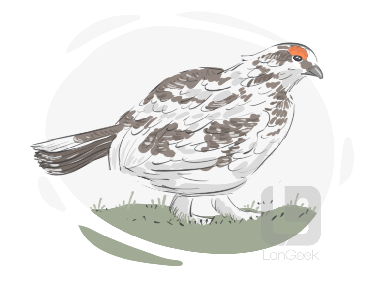ptarmigan definition and meaning
