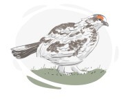 ptarmigan