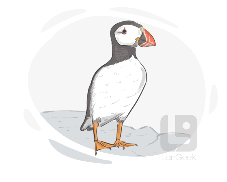 puffin definition and meaning
