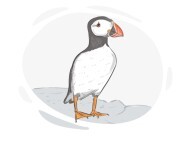 puffin