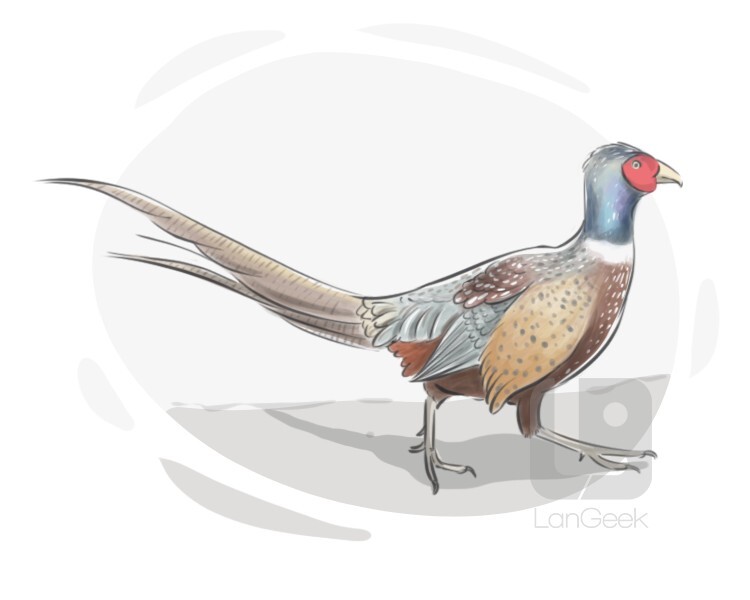 Definition & Meaning of "Pheasant" | LanGeek