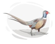 pheasant