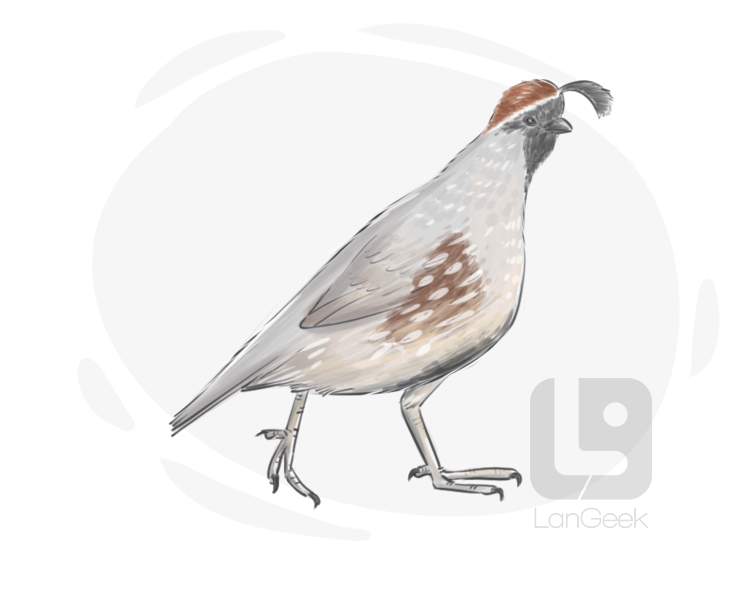coturnix coturnix definition and meaning