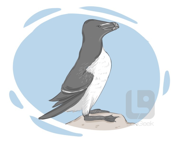 razor-billed auk definition and meaning
