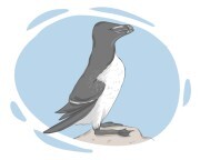 razorbill