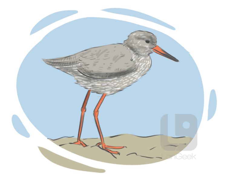 redshank definition and meaning
