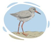 redshank