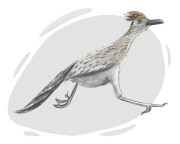 roadrunner
