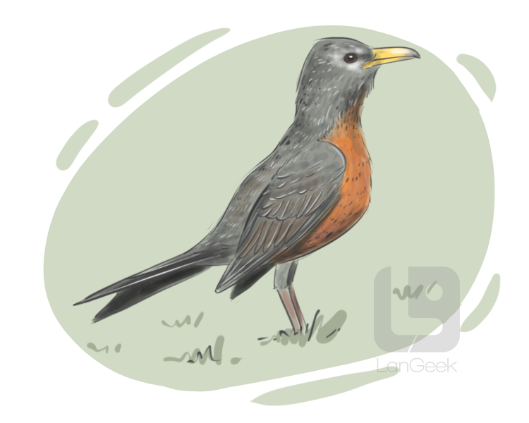 american robin definition and meaning