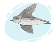 sand martin