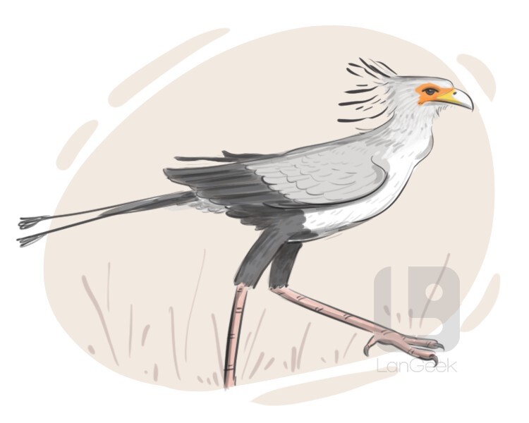 secretary bird definition and meaning