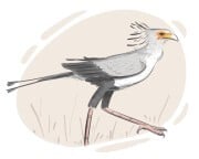 secretary bird