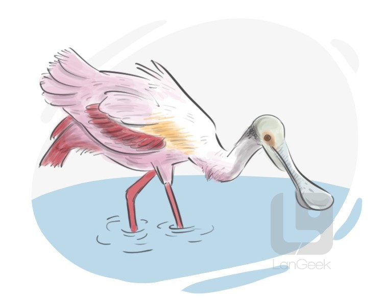 spoonbill definition and meaning