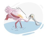 spoonbill