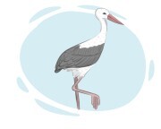 stork