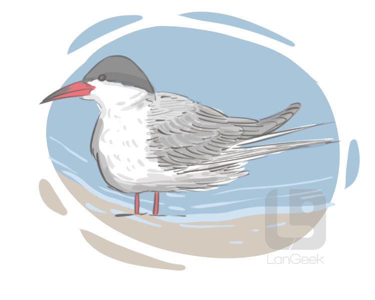tern definition and meaning