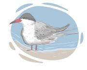 tern