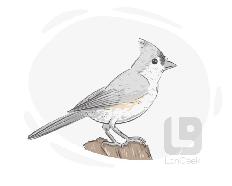 titmouse definition and meaning