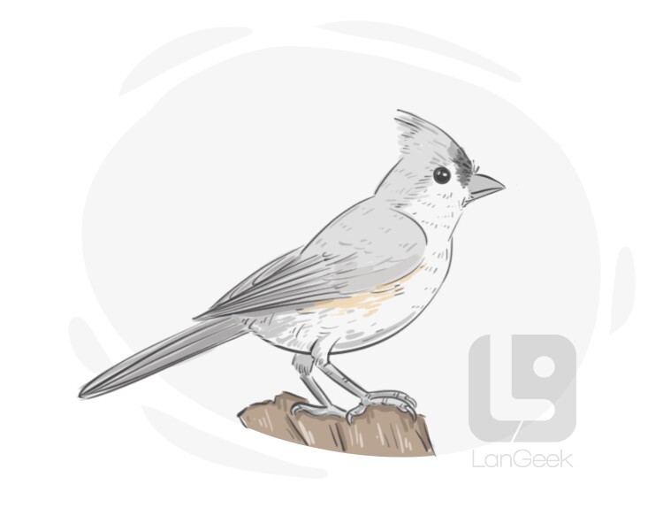 tufted titmouse definition and meaning