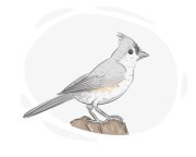 titmouse