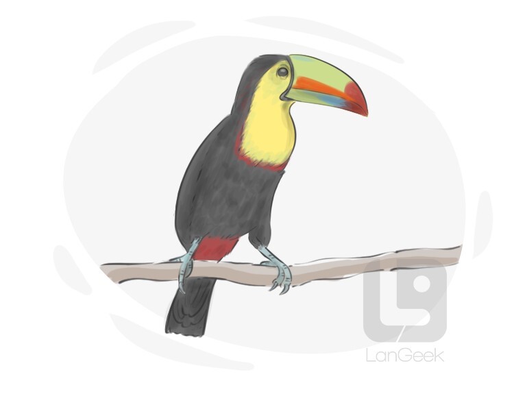 toucan definition and meaning