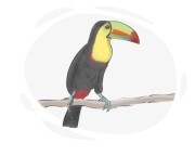 toucan