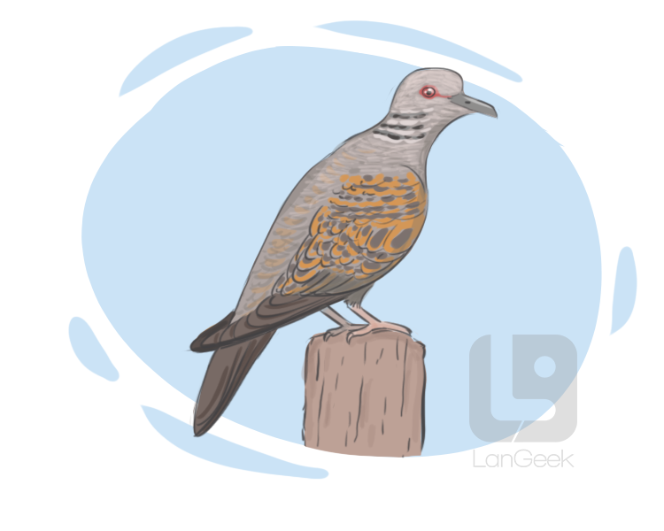 turtledove definition and meaning