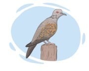 turtledove