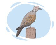 turtledove