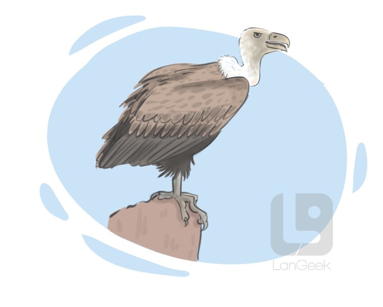 Definition & Meaning of "Vulture" LanGeek