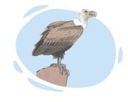 vulture