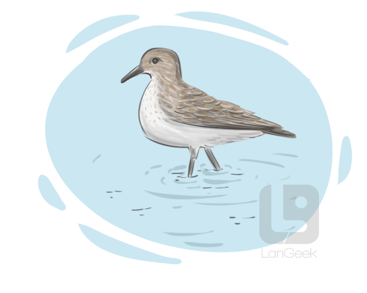 shorebird definition and meaning
