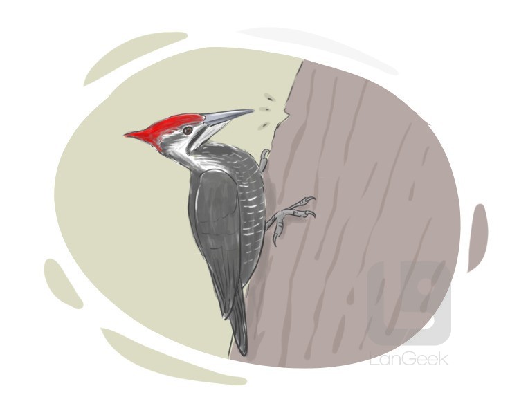 woodpecker definition and meaning