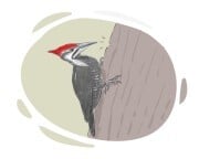 woodpecker