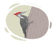 woodpecker