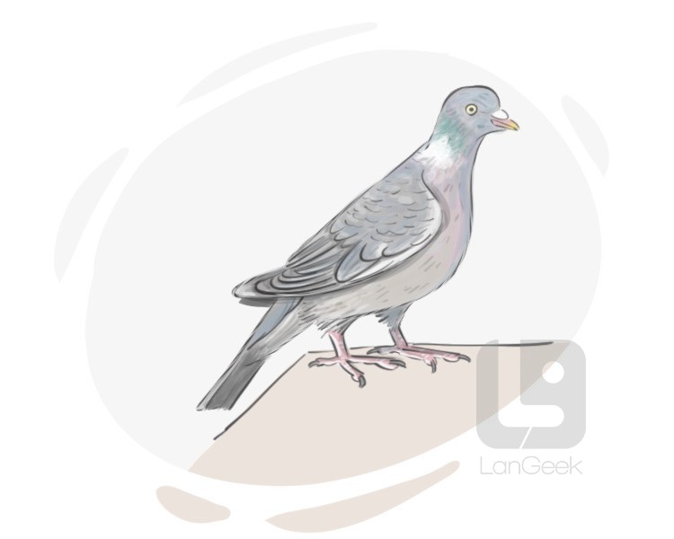 wood pigeon definition and meaning