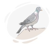 wood pigeon