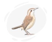 wren